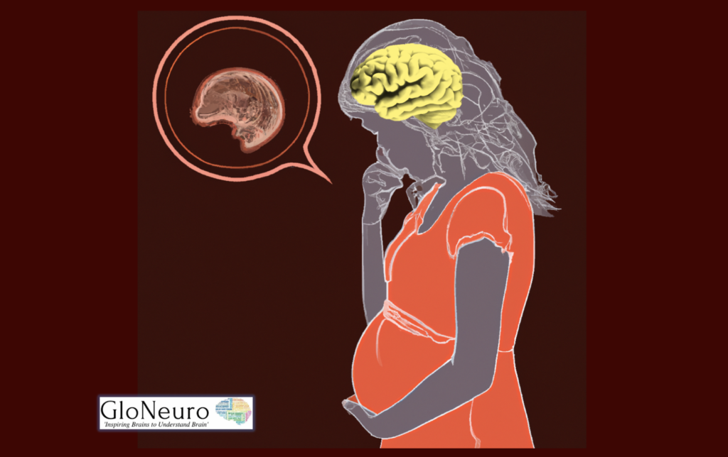 How Prenatal Stress Shapes Your Brain