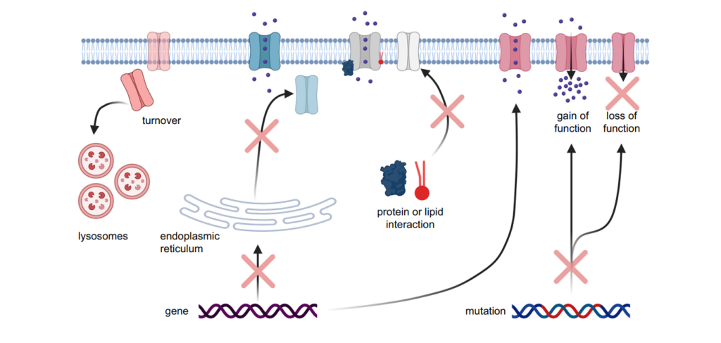  Possible mechanism leading to Ion channel dysfunction